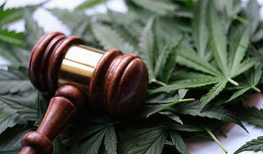 Cannabis leaves under a judge's gavel